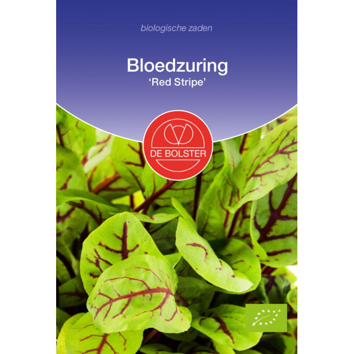 Sage-Sour-chard-red vein-Bloedzuring 'Red Stripe' Rumex sanguineus-BS3315